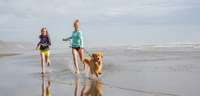 Ein Strandhaus in Holland mit Ihrem Hund: Die perfekte Unterkunft?